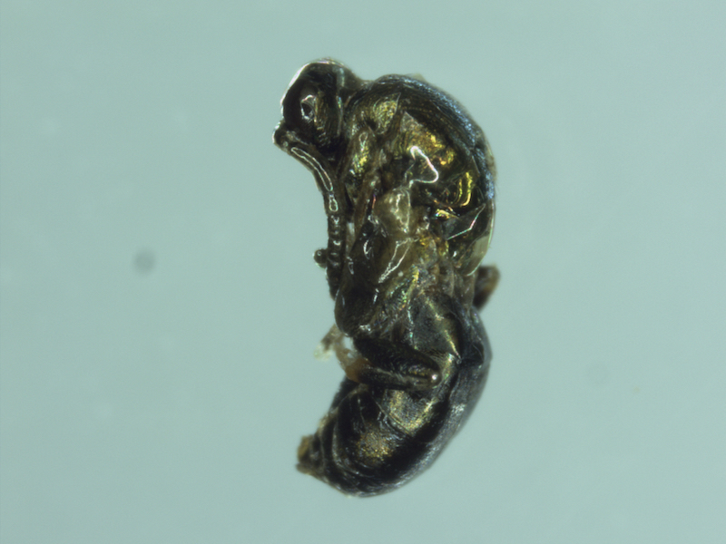 Dryocosmus huriphilus >> Pupa Torymus sinensis extraida de agalla 8abril2016.jpg
